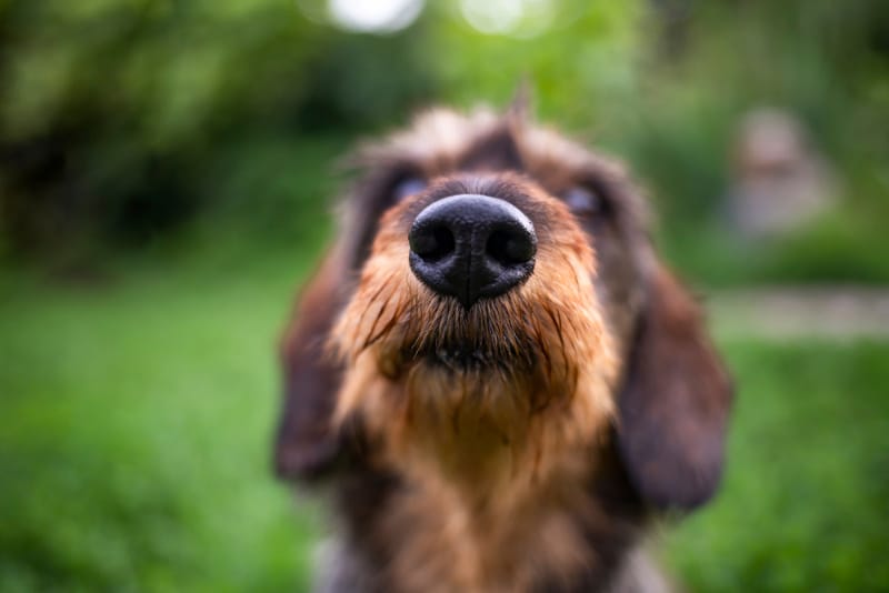 close up of black nose of a dog