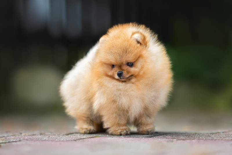 close up portrait of teacup pomeranian puppy