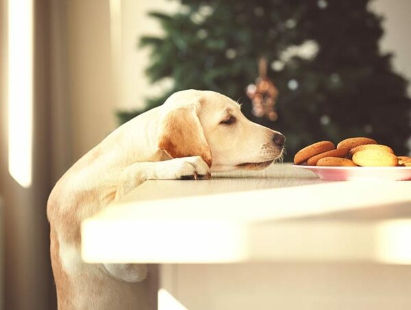 labrador dog sniffing cookies on the table