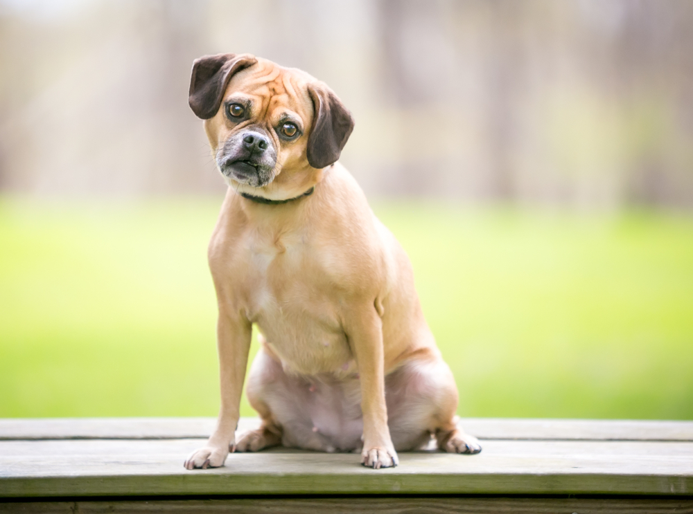 puggle dog sitting on the bench looking at the camera