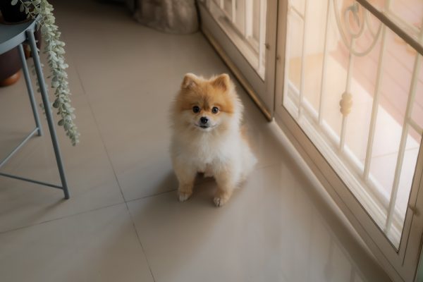 Pomeranian dog sitting by the door