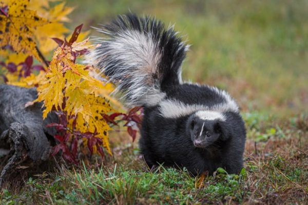 skunk in grass