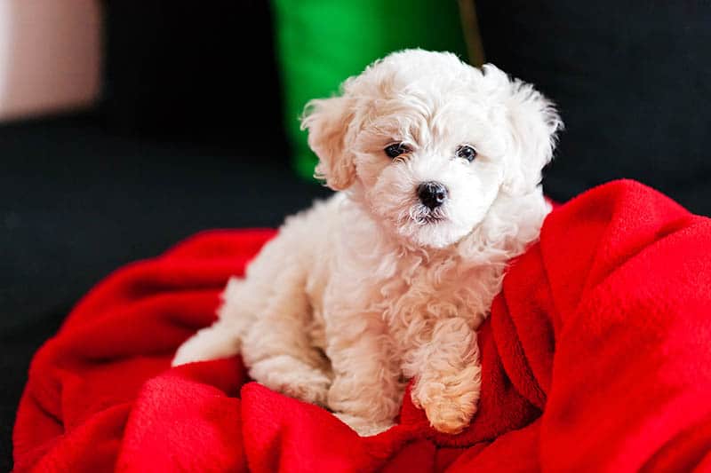 teacup bichon frise sitting on red fabric