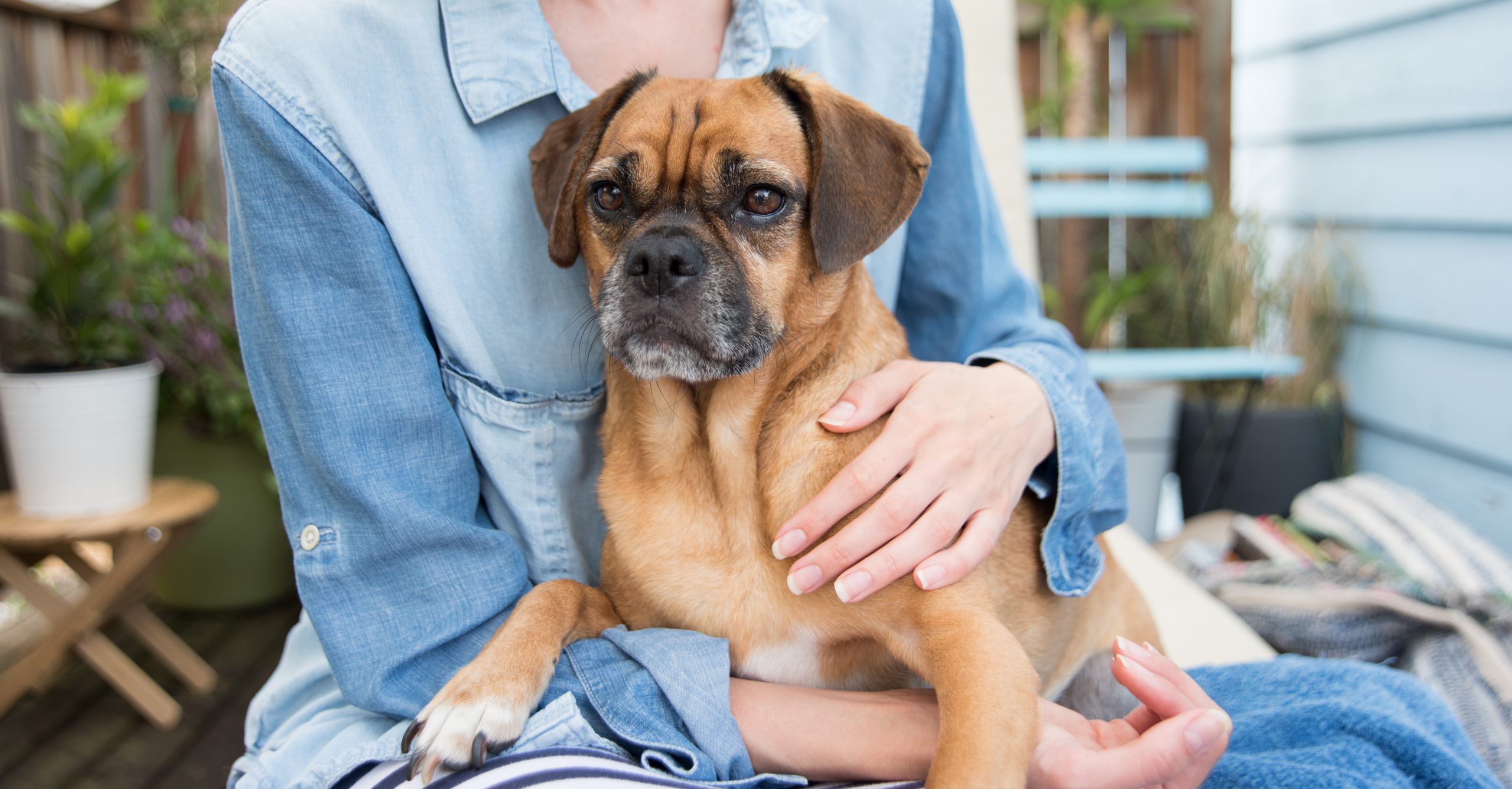woman holding a puggle in their lap