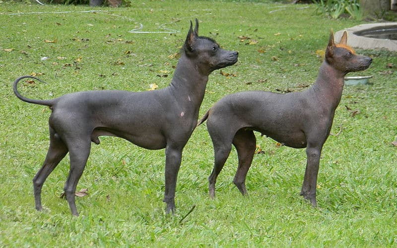 two Argentine pila standing on grass