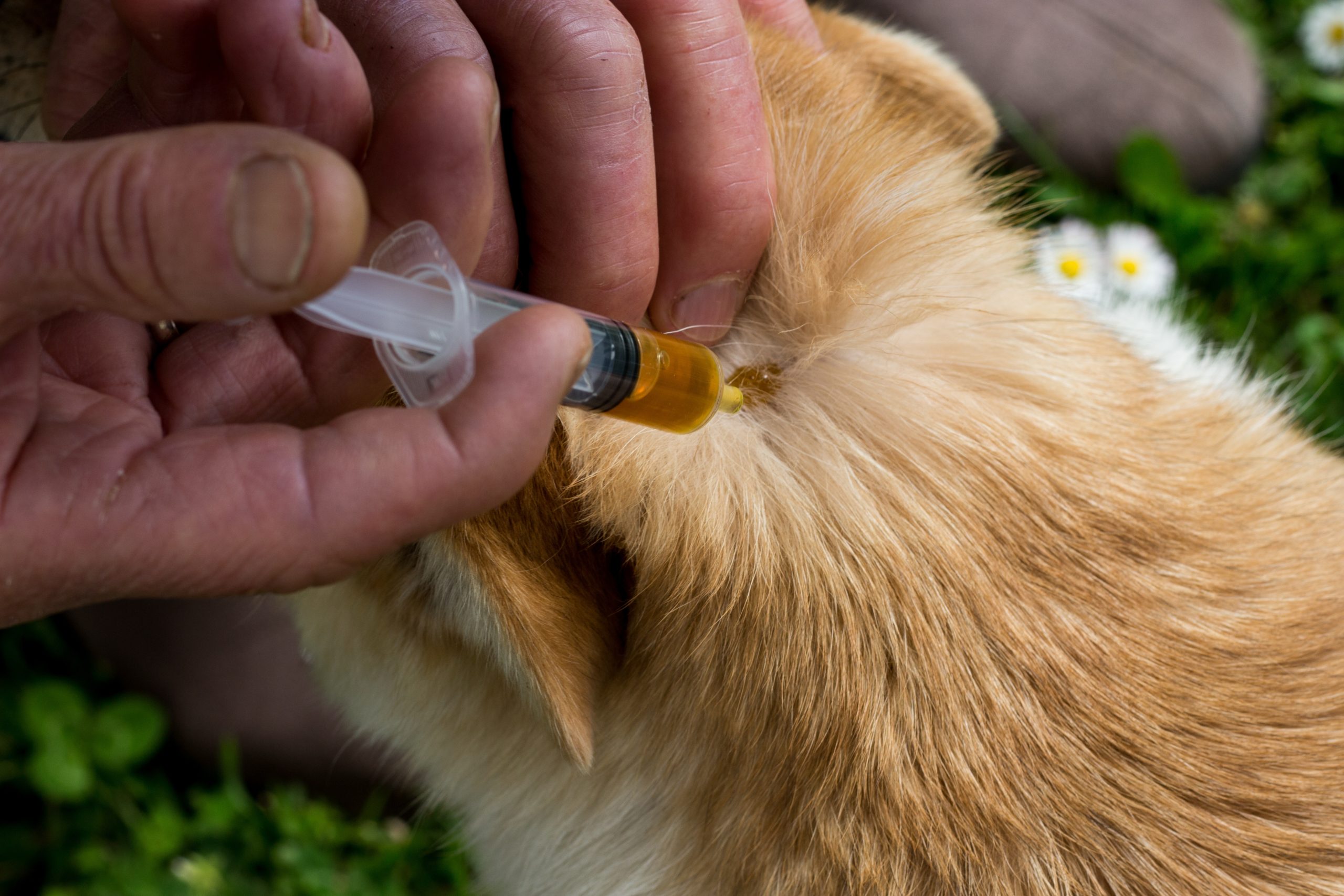 A woman puts neem oil on a dog skin