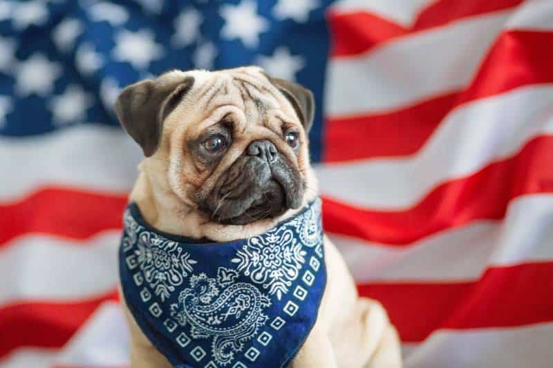 Beautiful beige pug puppy on the background of the American flag on Independence Day