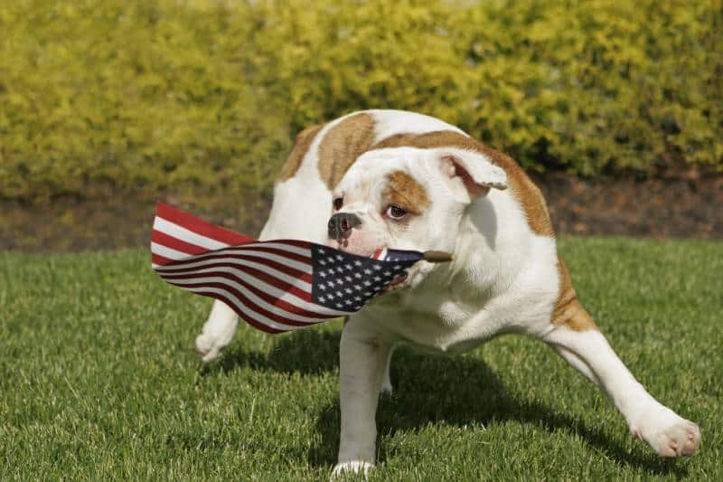 English Bulldog puppy waves the American flag