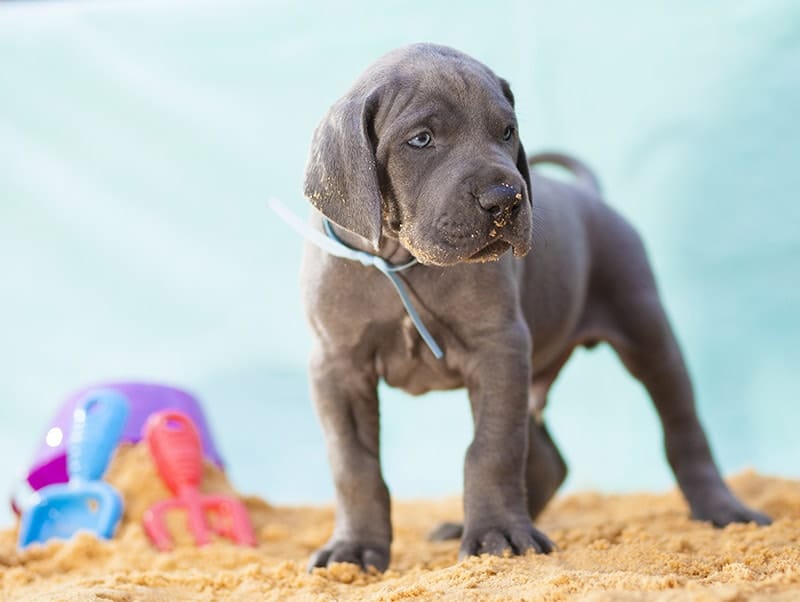 blue Great Dane puppy standing on the sand