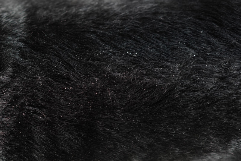 close-up on dog hair dandruff