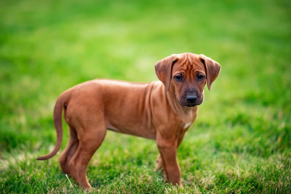 Rhodesian ridgeback puppy