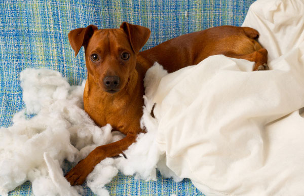 Photo naughty playful puppy dog after biting pillow tired of hard work. by Shutterstock.