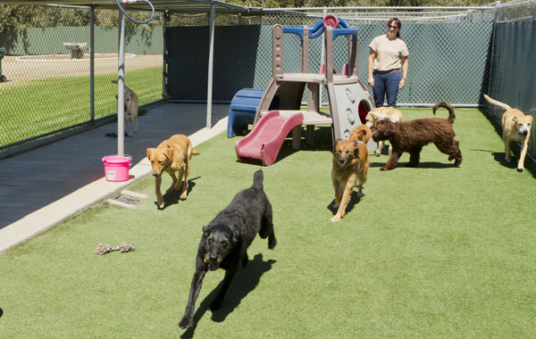A female staff member at a kennel supervises several large dogs playing together. by Shutterstock. 