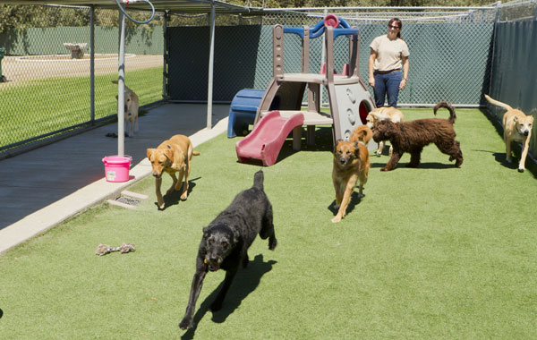 A female staff member at a kennel supervises several large dogs playing together. by Shutterstock.