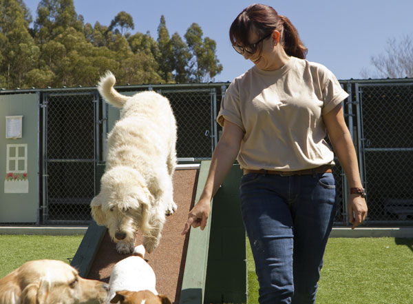 Stock photo a mixed breed poodle at a pet boarding facility. by Shutterstock. 