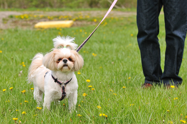 A small dog on a leash.