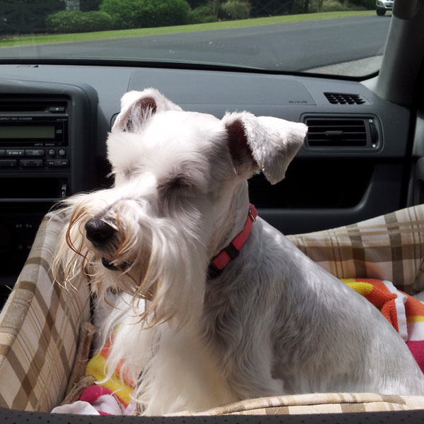 Schnauzer seizures hot sale