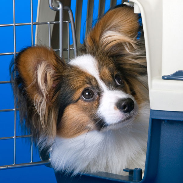 If your dog is accustomed to its crate or carrier, it can be a place of refuge during an earthquake. Young dog papillon and a plastic carrier by Shutterstock.