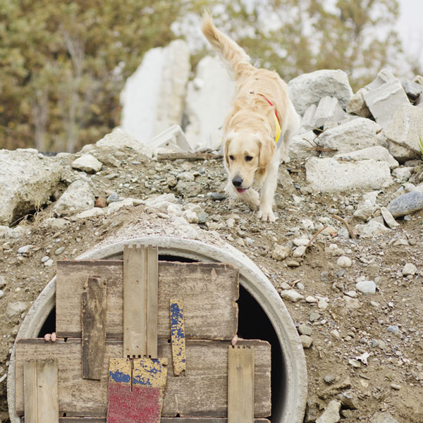Dogs tend to seek a safe and secure spot during the shock of an earthquake. Rescue dog training by Shutterstock.