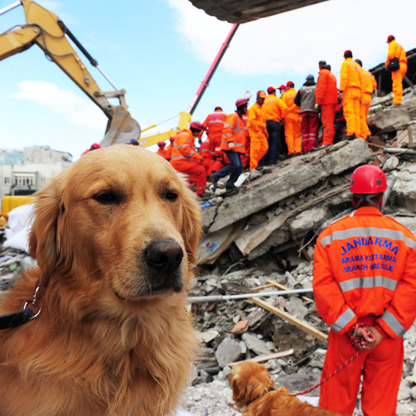 There are things you can do to prepare yourself and your dogs for an earthquake. After the earthquake in Van, rescue teams are searching for earthquake victims with the help of rescue dogs by Shutterstock.