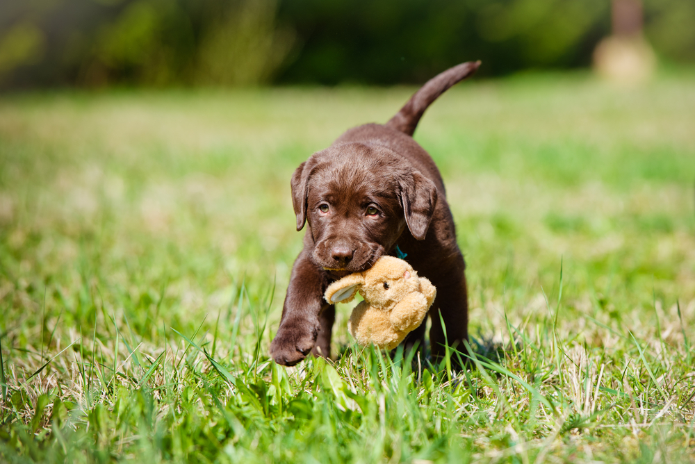 labrador retriever puppy carrying a toy