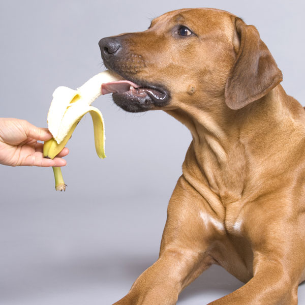 dachshund eating banana