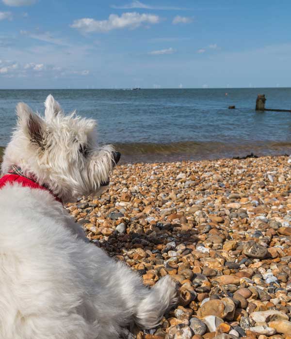 West Highland White Terrier on the beach by Shutterstock.