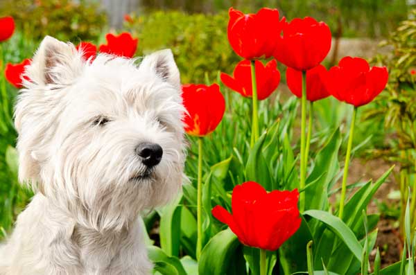 West Highland White Terrier in the garden by Shutterstock.