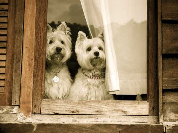 Westies waiting for their owner by Shutterstock.