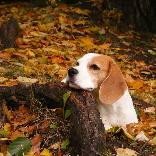 Fall is my favorite time of year, but a new season presents new hazards for dogs. Beagle lying on the ground in autumn forest and resting his head on the tree root by Shutterstock.