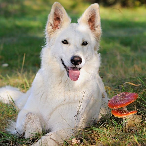 Mushrooms that pop up suddenly in the autumn are intriguing, but some are poisonous. White Sheepdog Weisser Schweizer Schäferhund Berger Blanc Suisse by Shutterstock.
