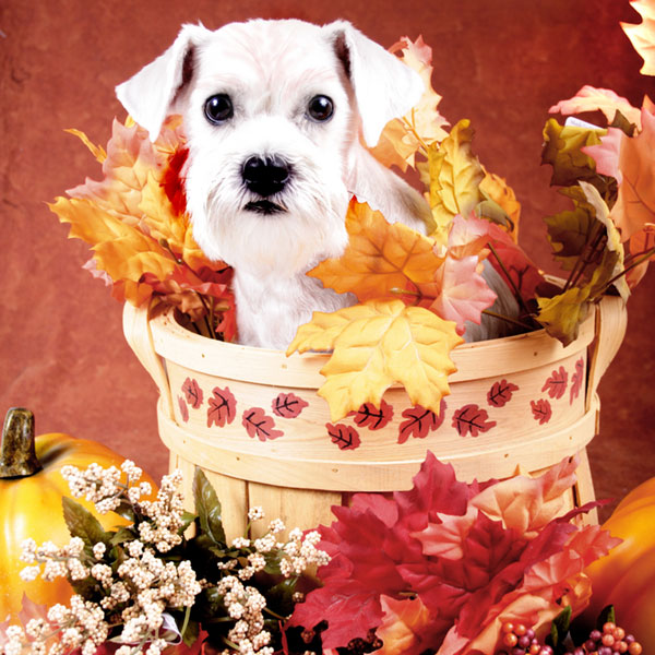 We all admire a well-decorated home, but seasonal decor presents dogs with new things to chew on. fall and Thanksgiving Items by Shutterstock.