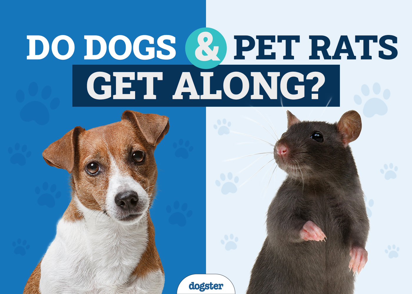 Do Dogs Get Along With Pet Rats