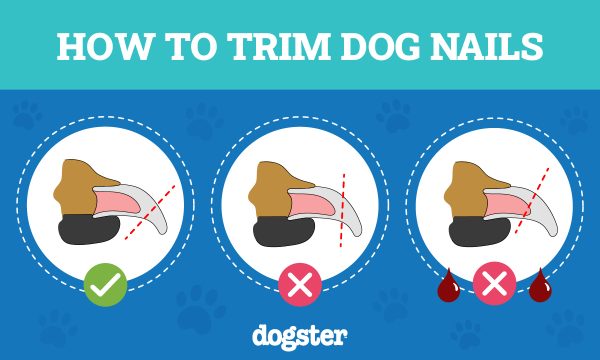 How to Trim Your Dog’s Nails at Home: Vet-Approved Step-by-Step Guide ...