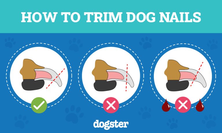 How to Trim Puppy Nails: Vet-Approved Step-by-Step Guide – Dogster