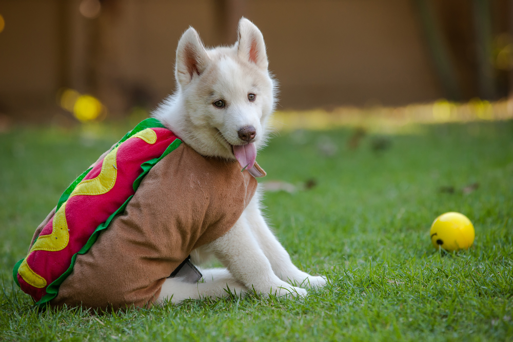 Husky puppy in a hotdog costume