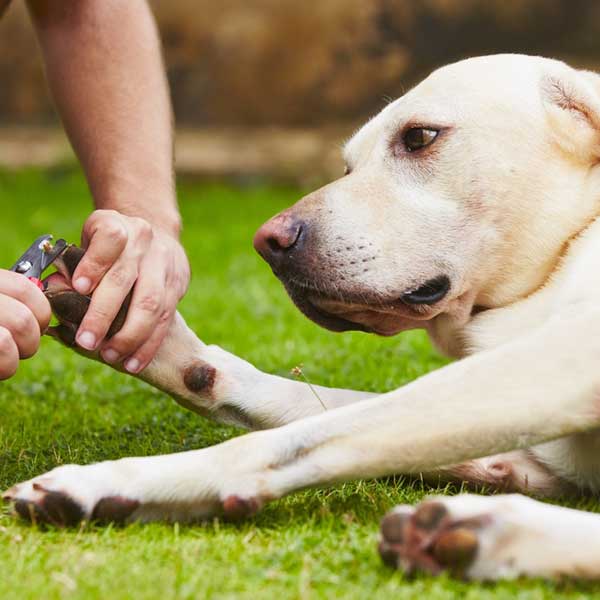 dog nail cutting places