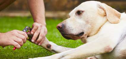 dog nail trimming places