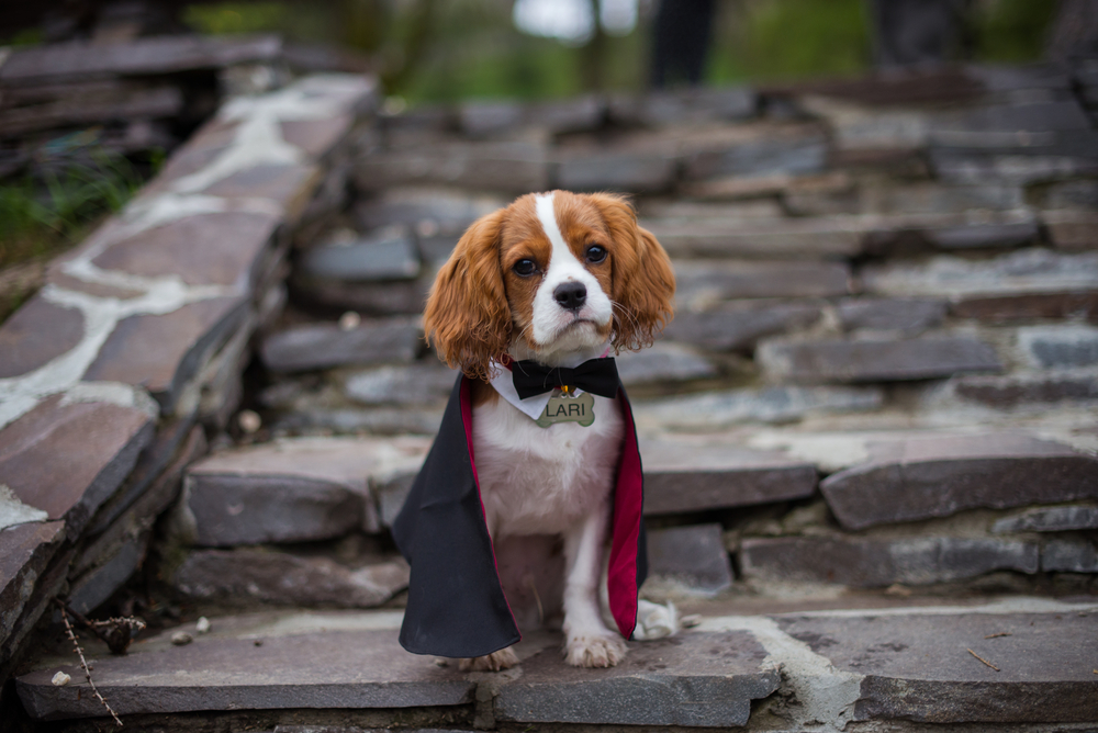 king charles cavalier in a costume