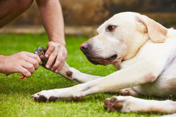 A dog getting his nails trimmed.