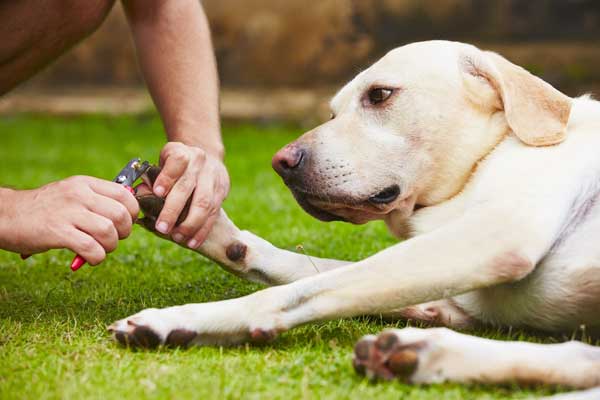 A dog getting his nails trimmed. 