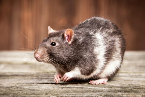 pet rat on wooden background