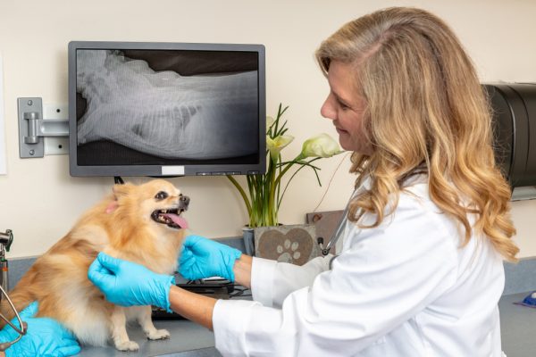 Vet examining a small dog with xrays on a screen in the background