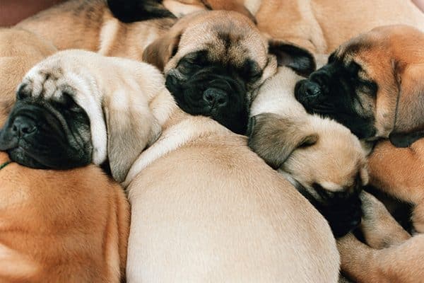 A pile of puppies.
