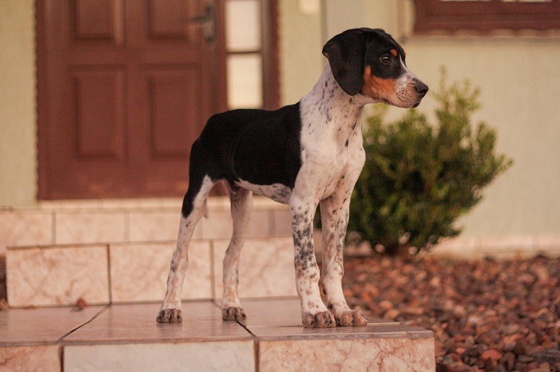 American Foxhound