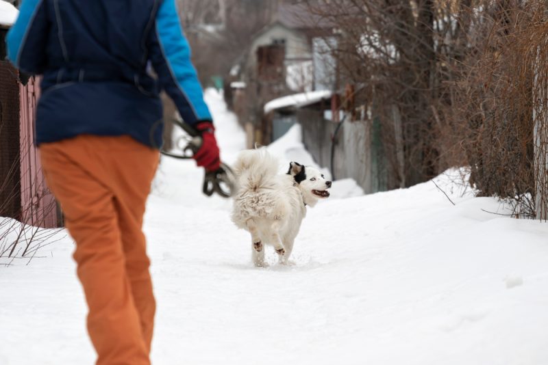 Dog running away from their owner