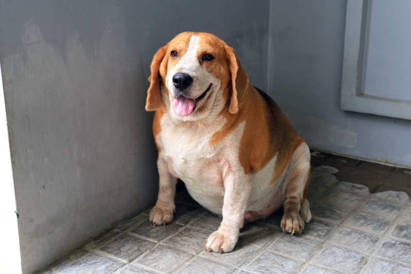 Fat Beagle dog sitting on the floor