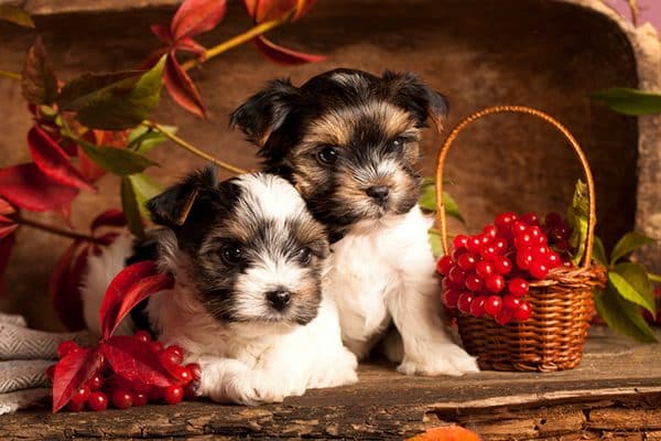 Two dogs with Thanksgiving holiday decor.