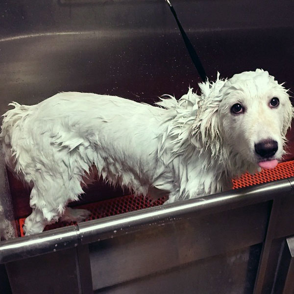 How much easier would it be to shake dry? (Photo by richardspups on Instagram)
