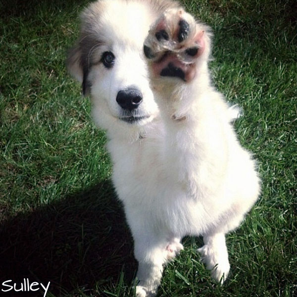High five! (Photo by life.of.roscoe on Instagram)